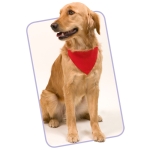 Halsband voor honden bedrukt met logo Colors kleur rood