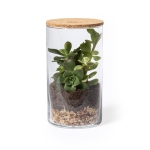 Terrarium met cactuszaden voor verticale teelt Terrarium Kit kleur naturel tweede weergave