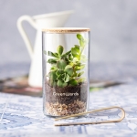 Terrarium met cactuszaden voor verticale teelt Terrarium Kit kleur naturel sfeerweergave