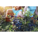 Ecologisch notitieboekje bedrukken inclusief zaaigoed A5 Grow kleur blauw zevende weergave