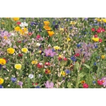 Wilde bloemenzaden met doos Wild Flower Seed Kit kleur beige vijfde weergave