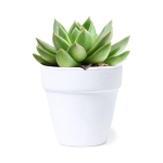 Witte terracotta pot met cactuszaden en substraat Cactus kleur wit eerste weergave