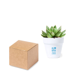 Witte terracotta pot met cactuszaden en substraat Cactus met jouw bedrukking