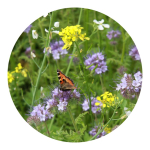 Bij- en vlinderbloemzaadzakje in kraft papieren zak kleur bruin vijfde weergave