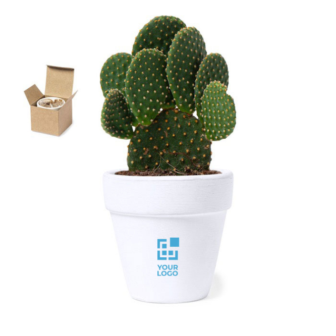 Witte terracotta pot met cactuszaden en substraat Cactus met jouw bedrukking