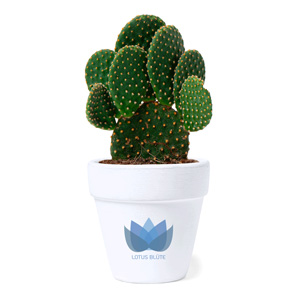 Terracotta bloempot met cactuszaden